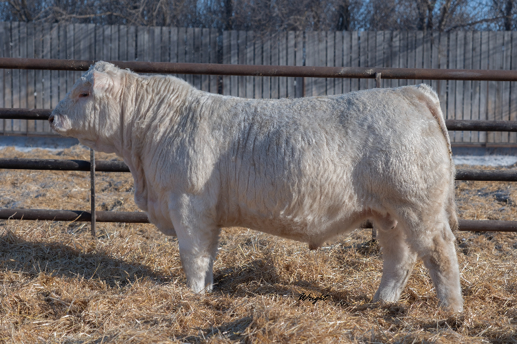 bull